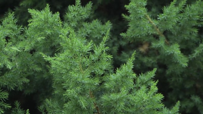 雨中松树果