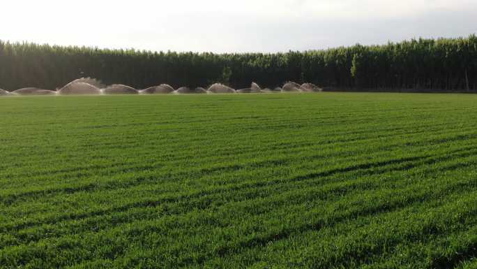 绿色麦田航拍麦地浇灌自动化现代化农业