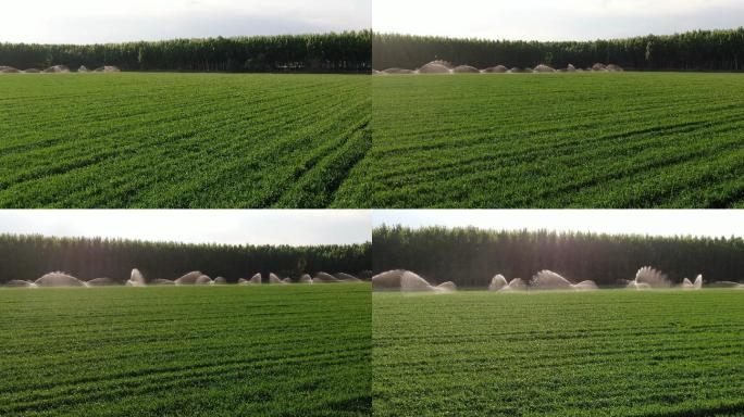 绿色麦田航拍麦地浇灌自动化现代化农业