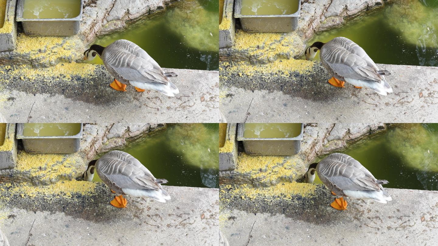 鸭子在吃饲料粗粮鸭子养殖