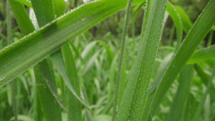 8k唯美特写微距清晨雨露露水露珠甘露