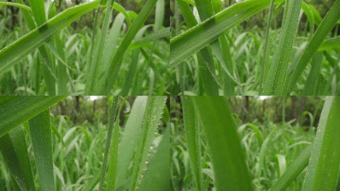 8k唯美特写微距清晨雨露露水露珠甘露