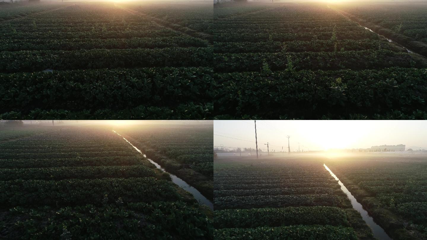 清晨阳光下的整齐的蔬菜田4K50帧航拍