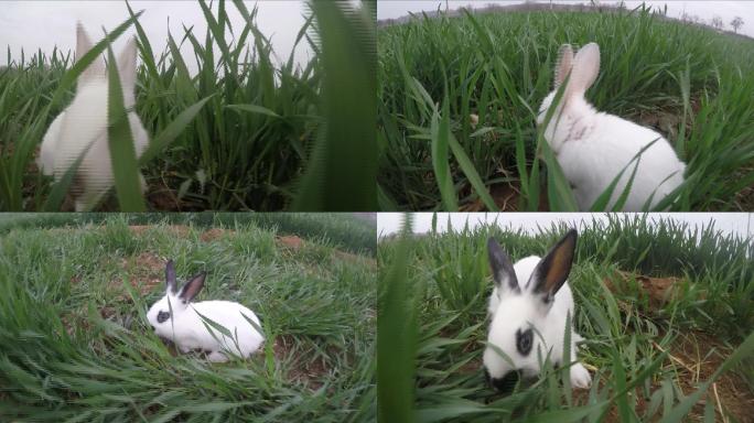 草地上的兔子01