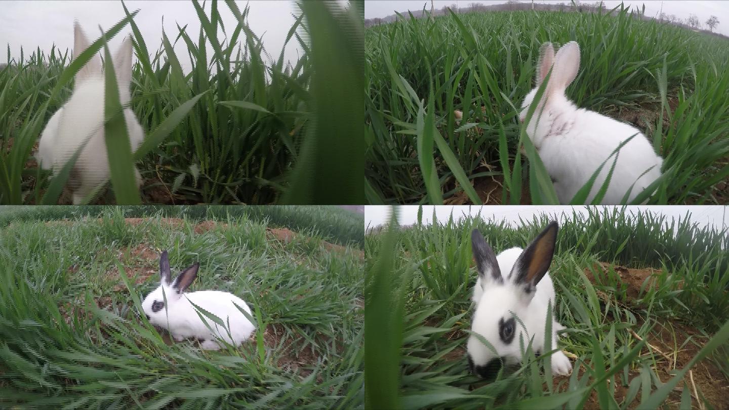 草地上的兔子01