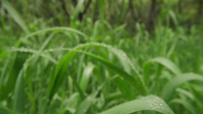 8k唯美特写微距清晨雨露露水露珠甘露