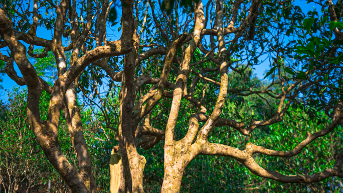 茶树延时 光影变化 树根光影 普洱茶树