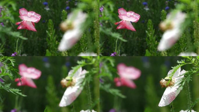 hdr视频素材 蜜蜂在虞美人花中采花蜜
