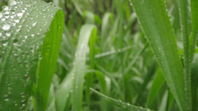 8k唯美特写微距清晨雨露露水露珠甘露