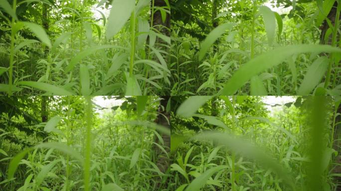 8k微缩景观微观世界大自然植物小草