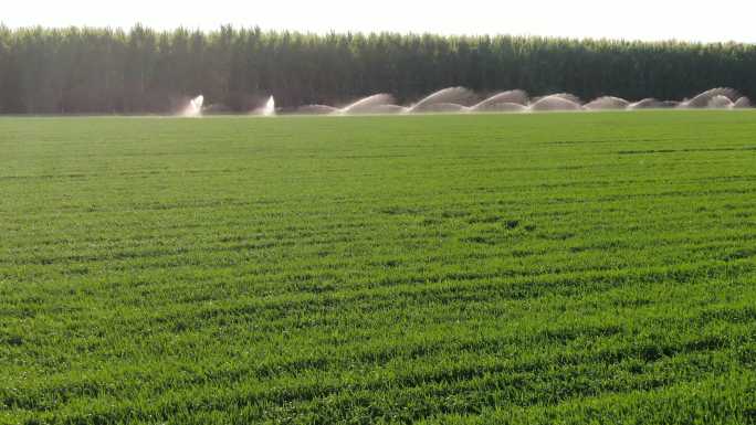 绿色麦田航拍农业发展农田良田稻田水稻