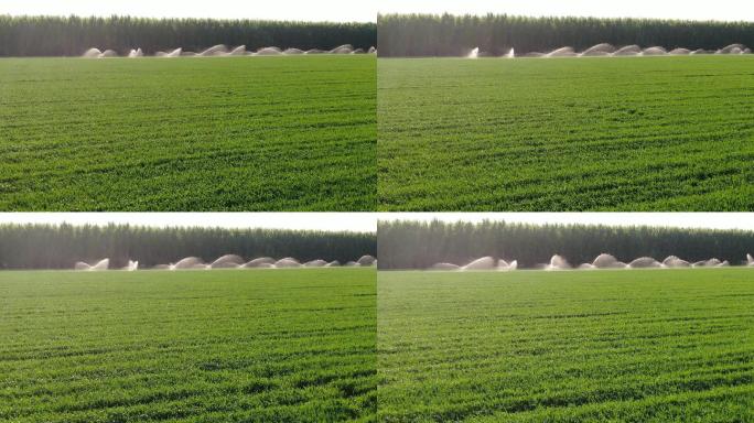 绿色麦田航拍农业发展农田良田稻田水稻