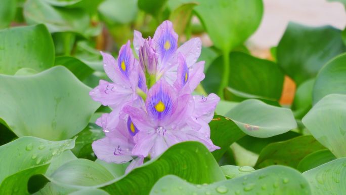 浮水草本、水葫芦、凤眼蓝