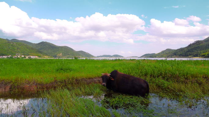 田园牧歌：蓝天白云碧水和吃草的黄牛 4K