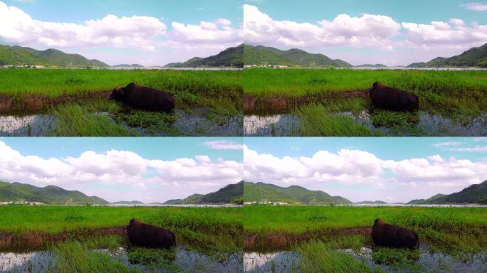 田园牧歌：蓝天白云碧水和吃草的黄牛 4K