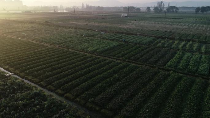 清晨阳光下的整齐的蔬菜田4K50帧航拍