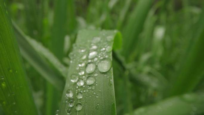 8k唯美特写微距清晨雨露露水露珠甘露