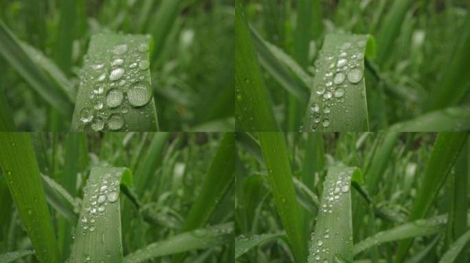 8k唯美特写微距清晨雨露露水露珠甘露