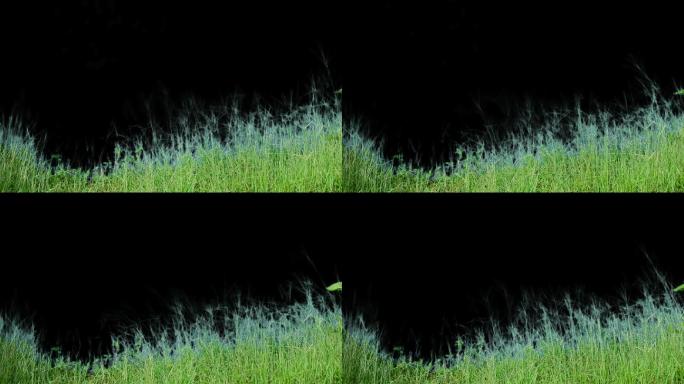 随风漂的青草园艺植物绿叶抠像视频素材