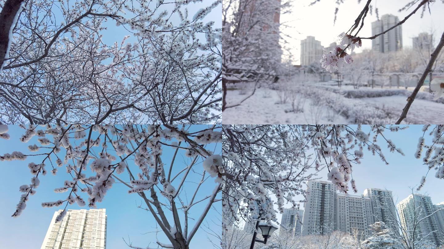 春雪 桃花雪 倒春寒