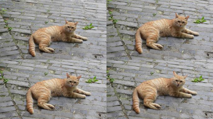 橘猫趴在地上休息猫叫