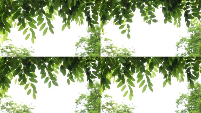 HDR视频素材逆光拍摄的槐树叶