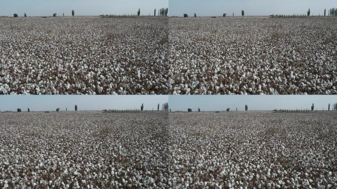 新疆巴音郭楞且末县棉花种植农田