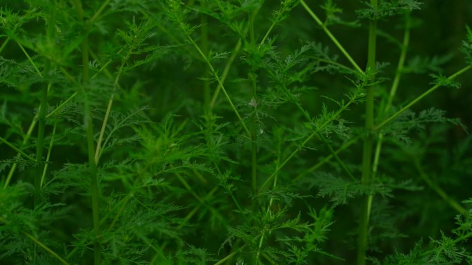 雨后绿植空境（原始素材）