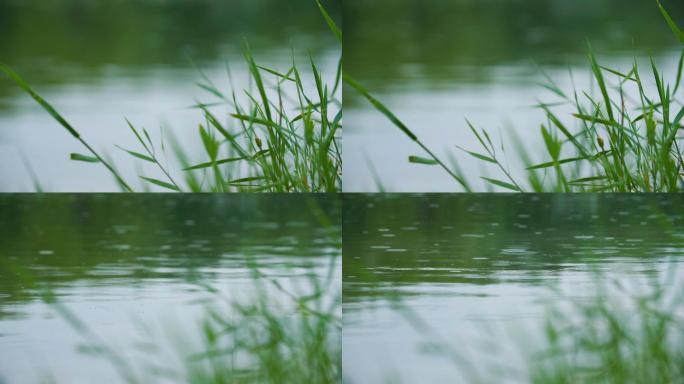 水面湖面雨滴-水边芦苇植物