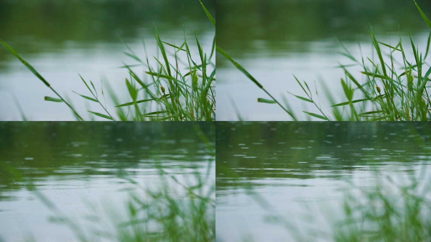 水面湖面雨滴-水边芦苇植物