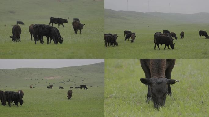 黑牛 牛群 草原 牧业 牛吃草 天然放养