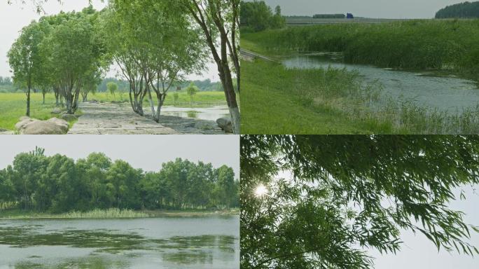4k潍坊白浪河湿地公园芦苇夏至绿色植物