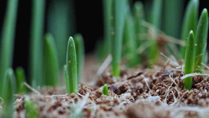 植物生长延时：麦田绿油油的麦苗快乐成长