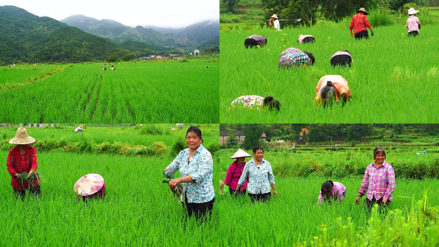 有机水稻人工除草 农村劳动力