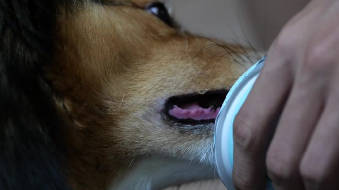 狗吃酸奶