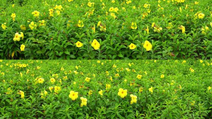 公园里盛开的美丽茂盛饱满的黄蝉花