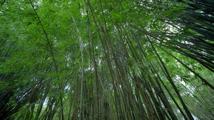 唯美竹林竹子竹叶竹园