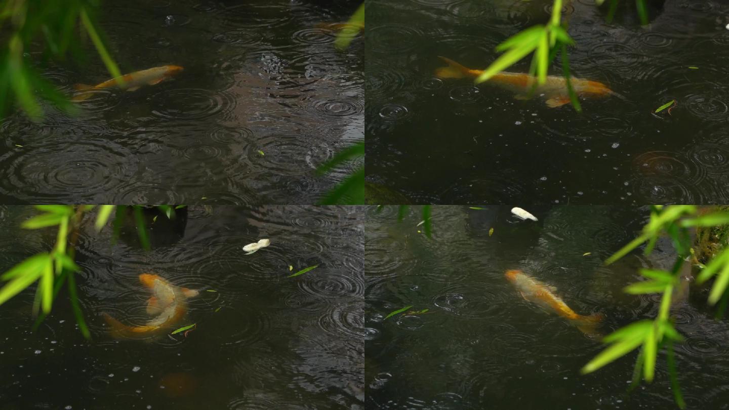 小区池塘里的金鱼池塘唯美金色锦鲤金鱼游动