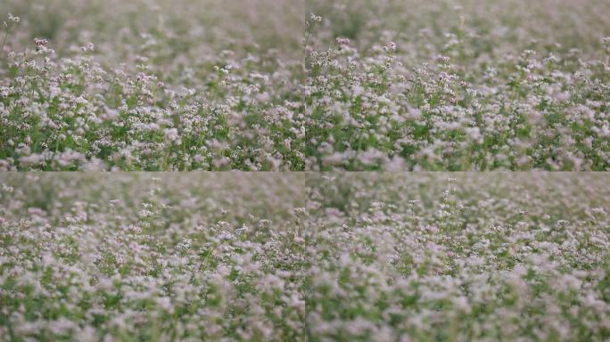 浙江荞麦花特写实拍原素材