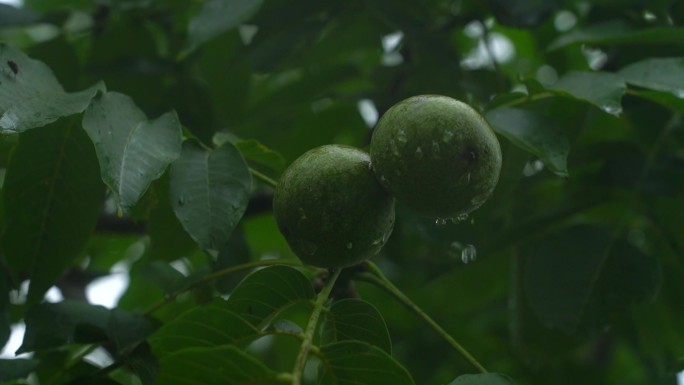 雨后核桃空境（原始素材）