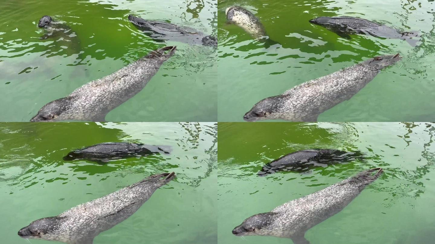 海豹动物世界游泳