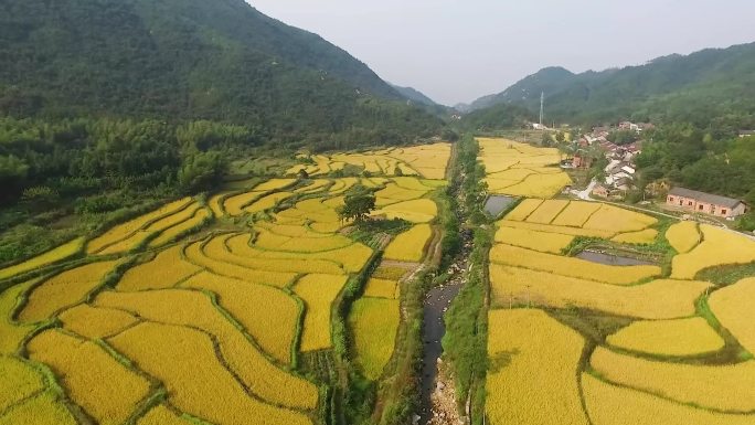 山谷中的金色稻田 山区水稻成熟