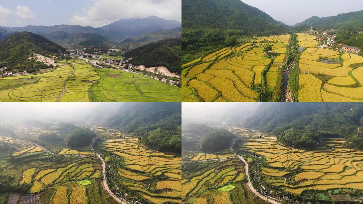山谷中的金色稻田 山区水稻成熟