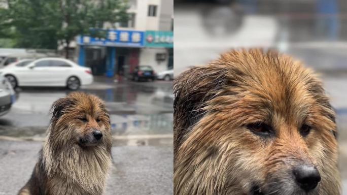 雨后流浪狗