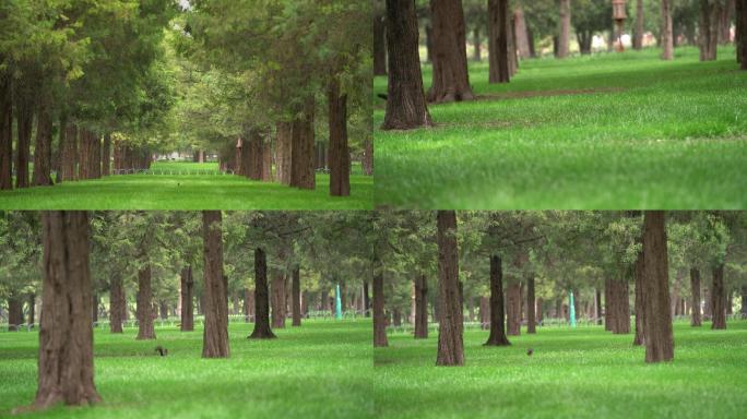 绿色城市森林公园中小动物松鼠视频素材4k