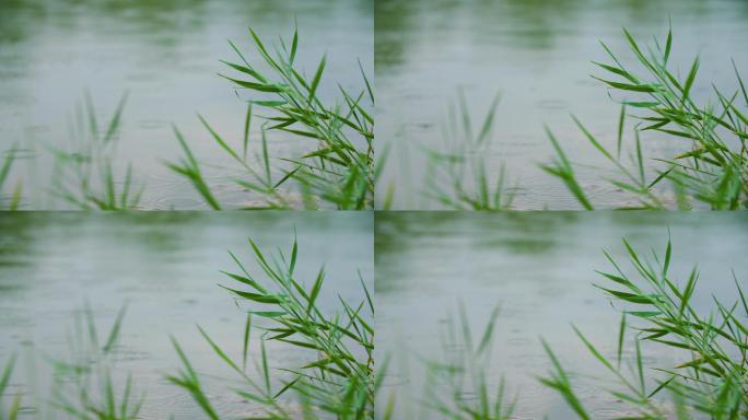 水边芦苇与水面湖面雨滴特写