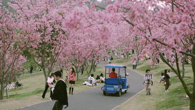 樱花