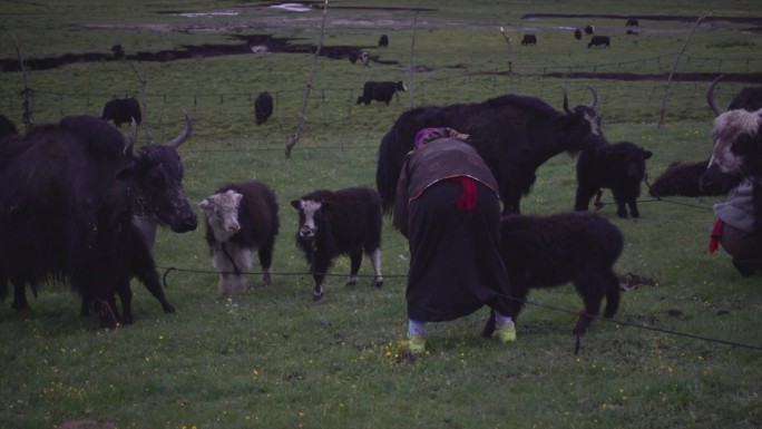 四川宣传片记录片阿坝藏族家庭生活摄影