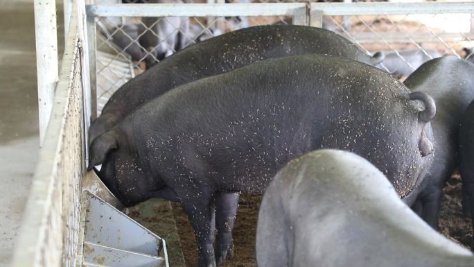 黑猪 养殖业 特色产业 乡村振兴