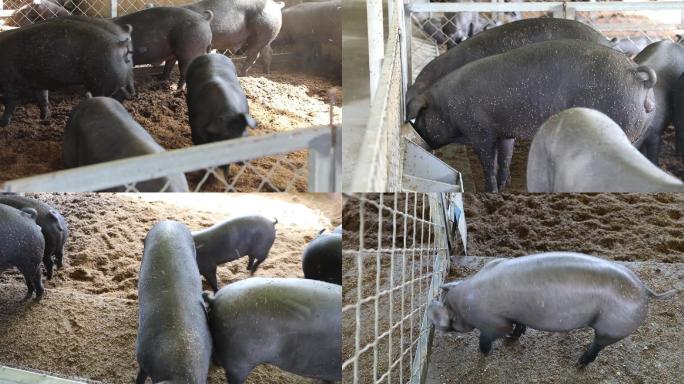 黑猪 养殖业 特色产业 乡村振兴